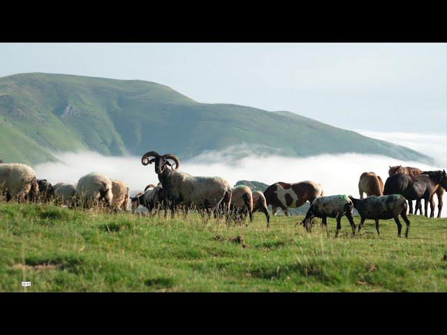 La pratique du pastoralisme basque aujourd'hui