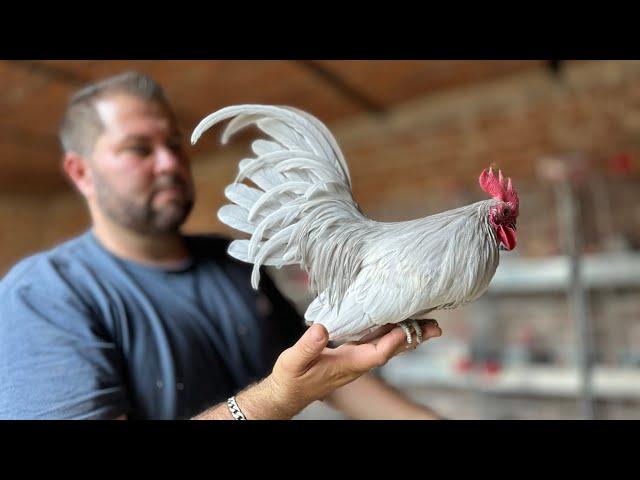 Los Gallitos Aztecas que cuida Navarro