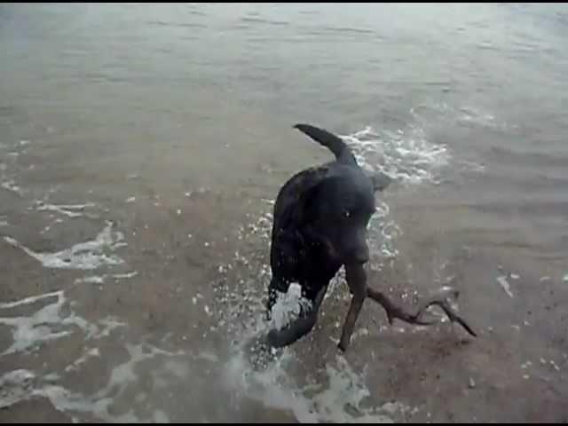 Black Labrador Puppy (3 month) - George - Scared of waves