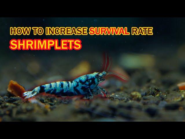 How to increase young #shrimp survival rate? Easy to do