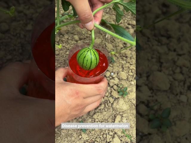Disease prevention for watermelon #farming #satisfying