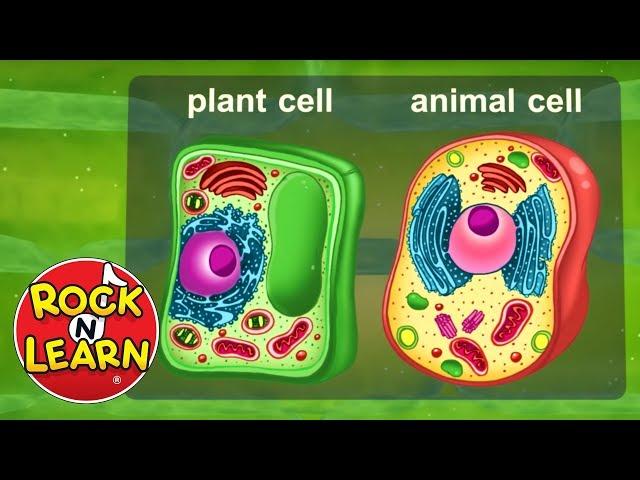 Life Science for Kids - Photosynthesis, Cells, Food Chains & More