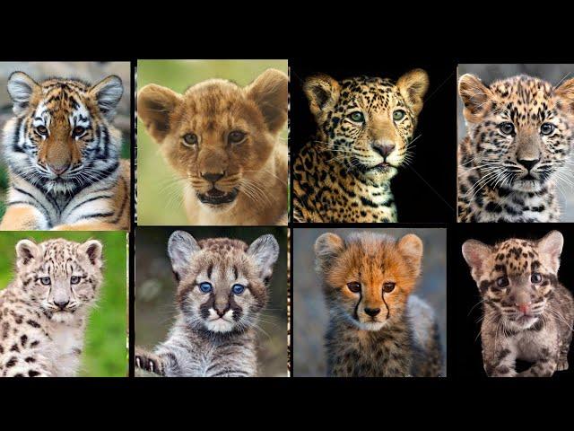 All Big Cat Cubs Sound - Tiger Cub VS Lion Cub VS Jaguar Cub