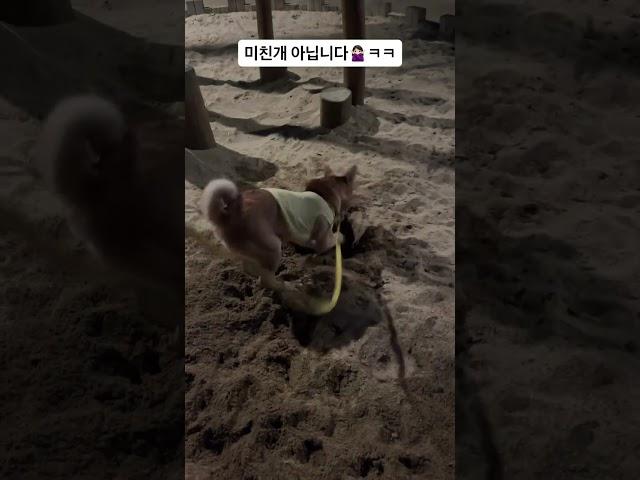 감자케는 연습 새로운 취미가 생겼어요 멍 #강아지 #애견영상 #강아지유튜브
