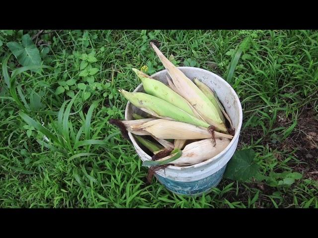 Harvesting the Corn from the Three Sisters Garden