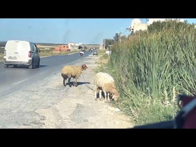 حضرنا العلوش وحضرنا القراج في السانية