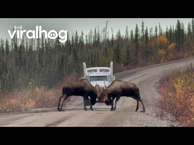 Two Bull Moose Headbutting on the Road || ViralHog