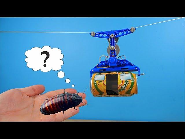 Made a real cable car for the Madagascar Cockroach! He's shocked!