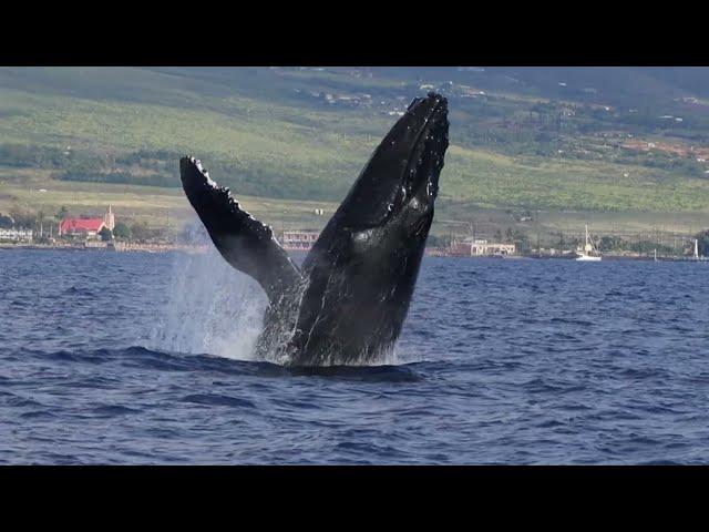 Best Breaching Humpback Whale Footage from Maui 2025