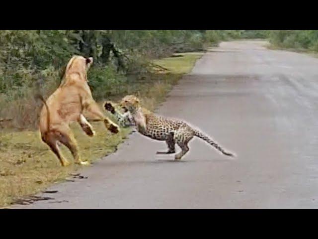 Lion Attacks Leopard in Road