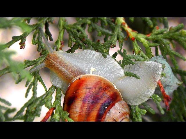 ВИНОГРАДНЫЕ УЛИТКИ SNAIL - макросъёмка