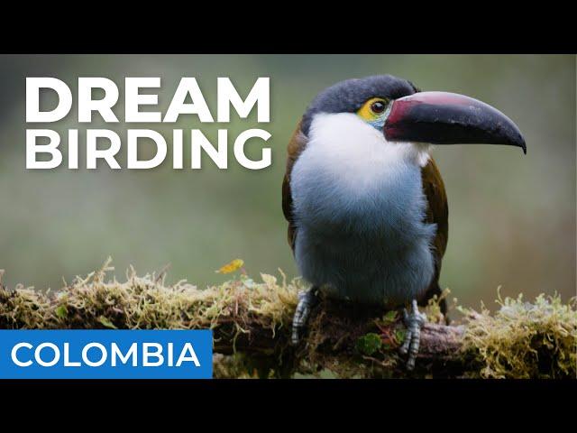 Toucan and Hummingbird Heaven | Caldas, Colombia | Field Guides