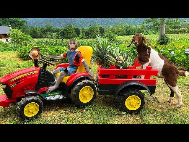 Bim Bim takes the goat to harvest pineapples and goes market sell | full version