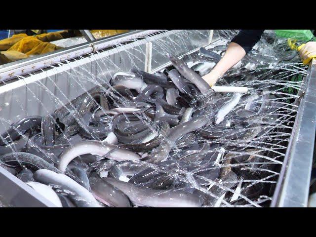 The process of Harvesting SeaFood after a long wait | Harvesting SeaFood