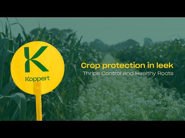 Crop Protection in Leek: Thrips Control & Healthy Roots