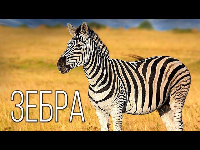 Zebra: Striped "African" | Interesting facts about zebra