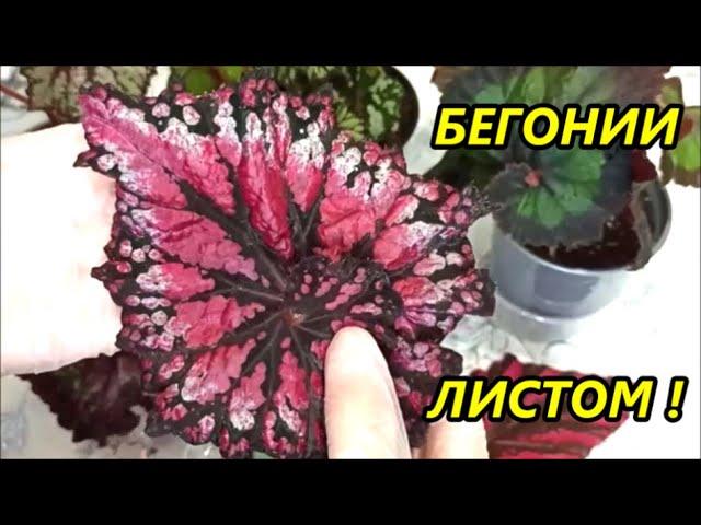 БЕГОНИЯ ЛИСТОМ  ПРОДАЖА  Упаковка  Отправка