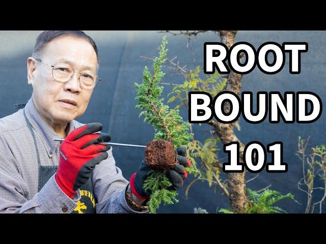 Bonsai For Beginners 3: What is root bound? When should I repot?