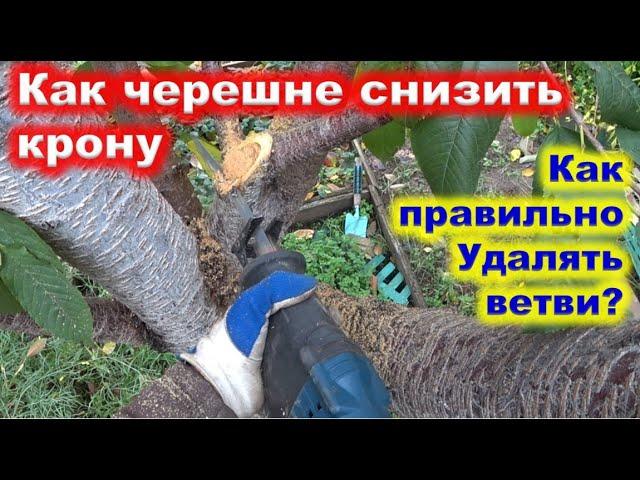 Как СНИЗИТЬ КРОНУ ЧЕРЕШНИ. Как правильно выпиливать стволы.