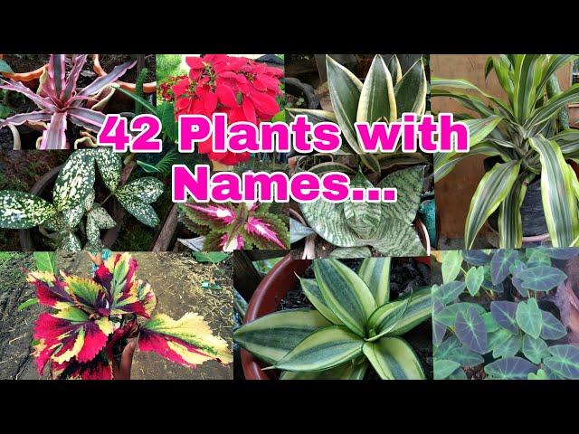 PLANTS AND NAMES