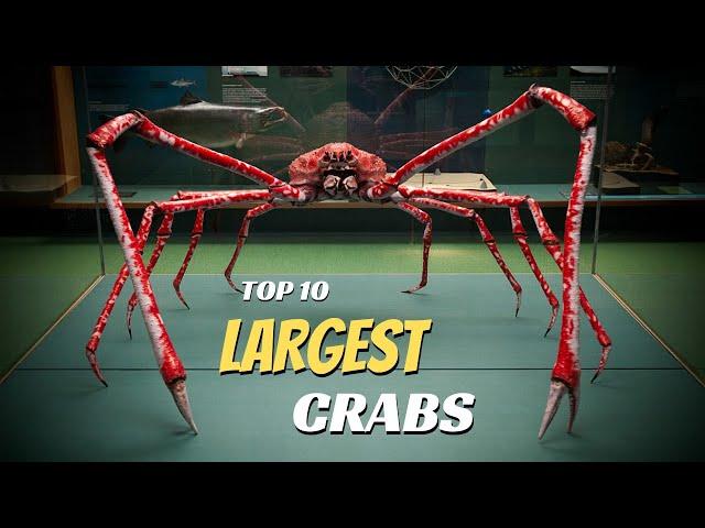 Top 10 Largest Crabs In The World