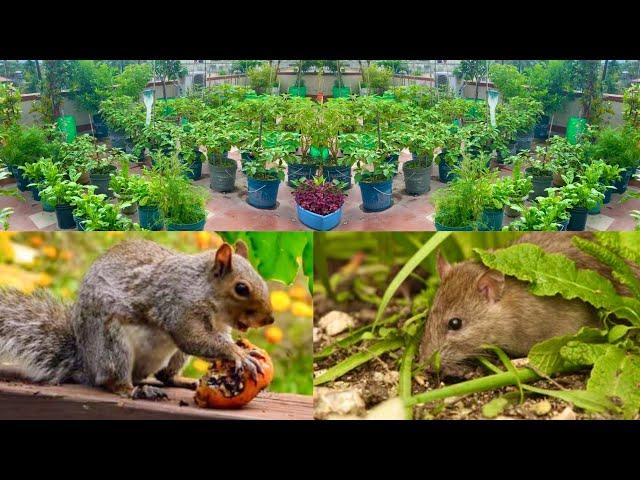 3 Magic Tactics To Keep Rats And Squirrels Out Of Your Home Garden/ (Get 100% Success)