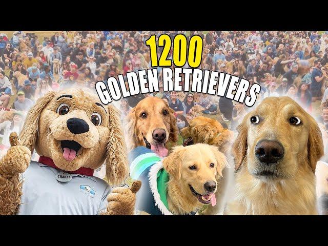 Largest Golden Retriever Meetup in the WORLD! Goldiepalooza!