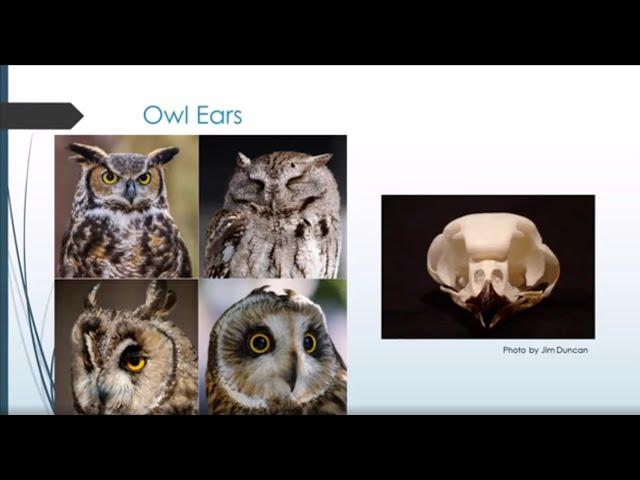 Owl Webinar Series - Part One: All About Owls