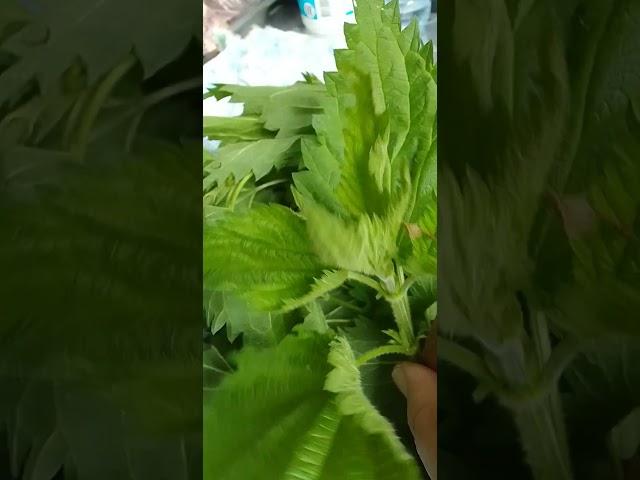 Майская крапива.Собираем и сушим.