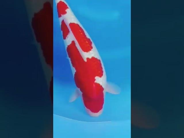 IKAN KOI IMPORT JUMBO SUPER KOHAKU SIZE 64CM (MINAT BISA WA ONLY 0895326061666)