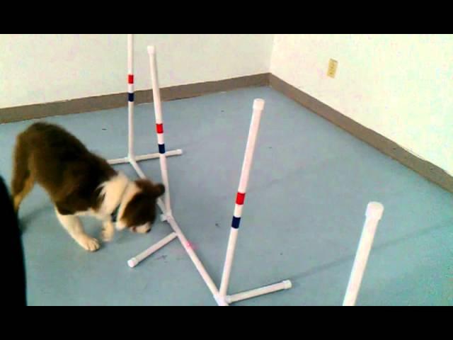 Corben The Puppy Learns Agility (Sorta...funny dog!)