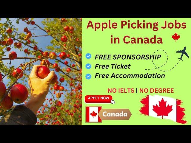 Apple Picking Jobs In Canada | Fruit Picking Jobs | Canadian Work Visa