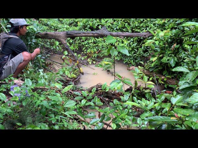 YANG NGGAK TAU PASTI RAGU.!!! MANCING IKAN LELE TOTOL-TOTOL DI SUNGAI KECIL