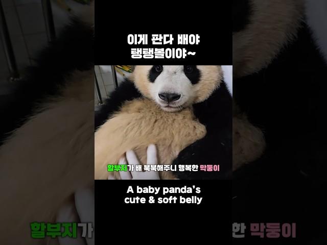할부지가 만져도 얌전한 둔둔바오
