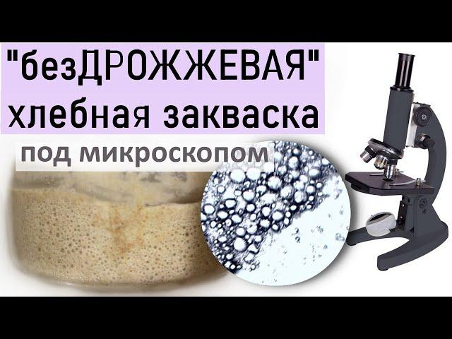 Закваска для хлеба домашняя "бездрожжевая" из муки и воды. Кто в ней живёт?