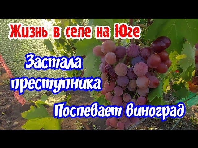 Жизнь в селе. Застала преступника врасплох. Поспевает виноград.