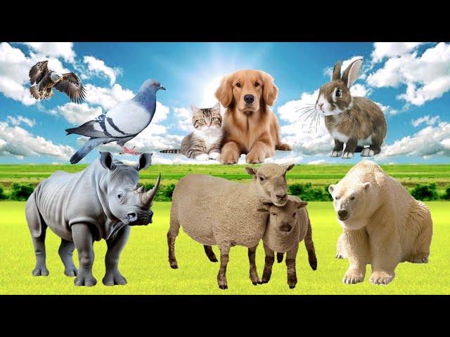 Wild Animal Sound - Rhinos, Sheep, Polar Bears, Dogs, Cats, Birds,