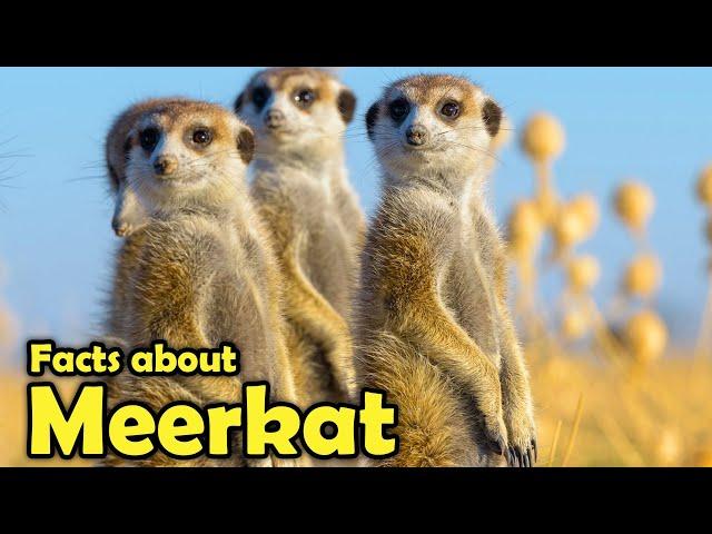 What is a Meerkat? -  Fascinating Facts about Meerkats!