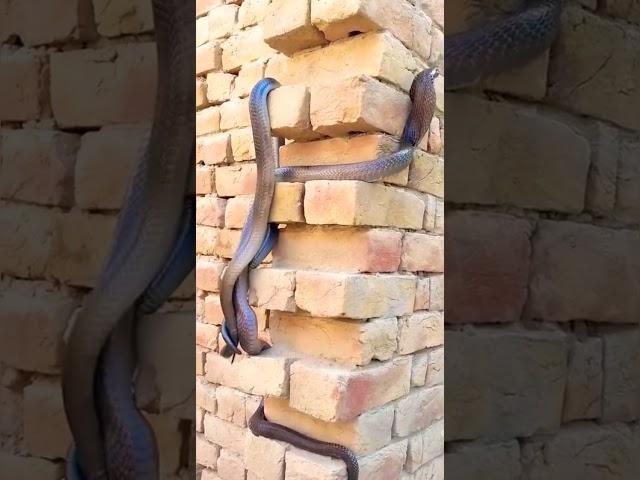 #King cobra