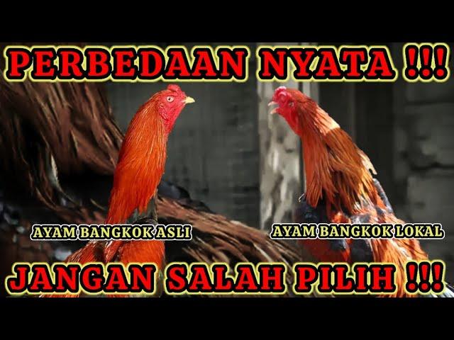 PERBEDAAN AYAM BANGKOK ASLI DENGAN AYAM BANGKOK LOKAL