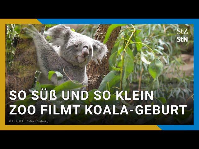 Spektakuläre Aufnahmen aus dem Stuttgarter Zoo. Hier kommt ein Koala zur Welt.