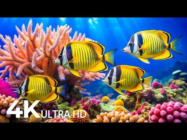 DREAM AQUARIUM 4K - Marvel at Sea Animal in The Best Aquarium - Fish Tank Sounds for Sleep, Study #5