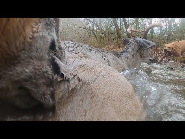 The Catahoula Two-Step - Deer Tracking Dogs Bay Gut/Leg Shot Buck