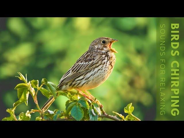 Birds Chirping - Relaxing Bird Singing Heal Stress, Relieving Anxiety, Ambient Nature