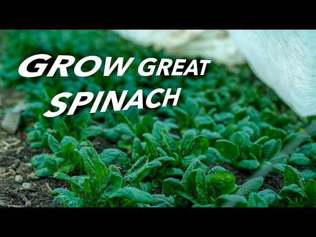 How to Grow Spinach Organically