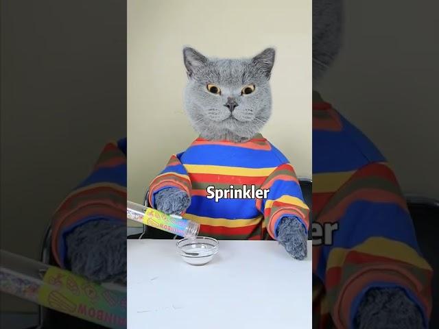 Oscar: A Good Cat Won't Waste Food!!| Funny Cat TikTok Challenge  #funnycat #catsoftiktok  #shorts