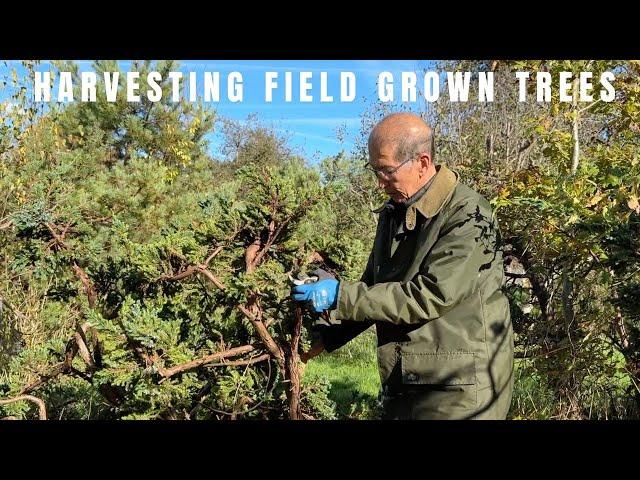 Harvesting field grown trees