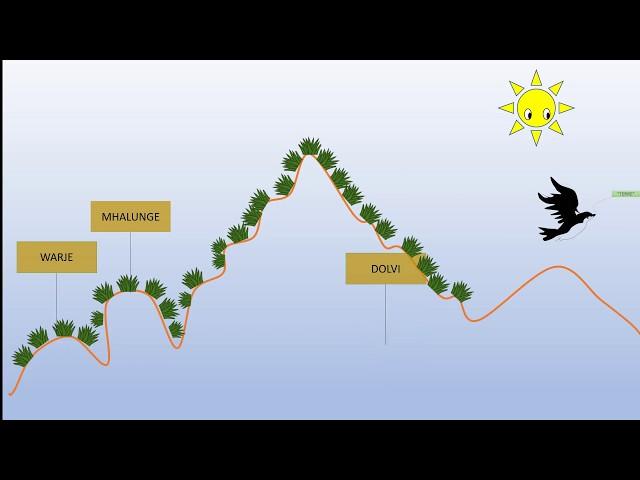 TERRE Afforestation Animation