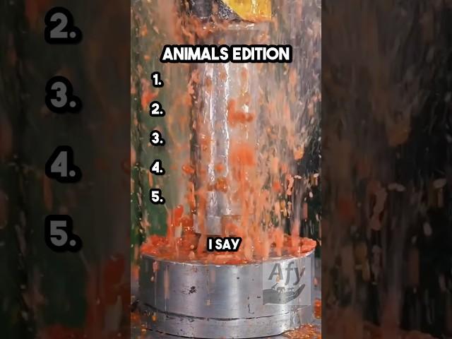 Can you win this animal challenge? #animals