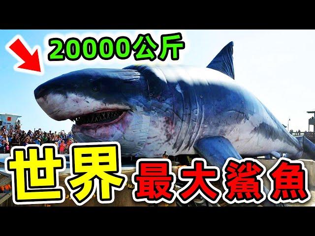 全世界最大的10條超級鯊魚！第一名體重超過20000公斤，比大白鯊還大20倍，把鯨魚當食物吃！|#世界之最top #世界之最 #出類拔萃 #腦洞大開 #top10 #最大鯊魚